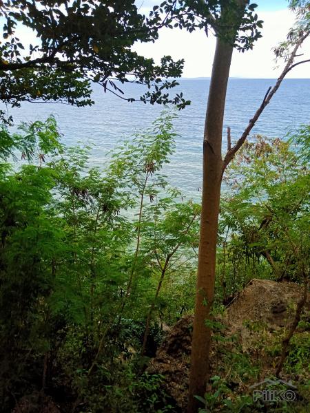 Pictures of Lot for sale in Catmon