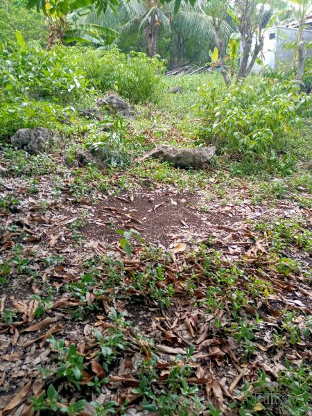 Lot for sale in Catmon - image 3