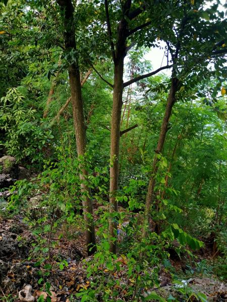 Lot for sale in Catmon - image 4