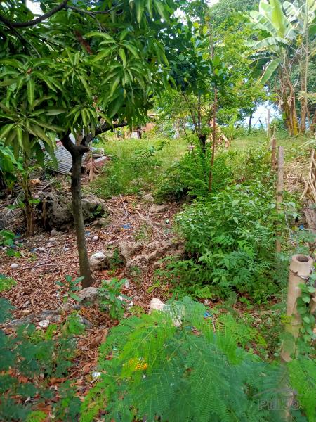 Lot for sale in Catmon - image 5