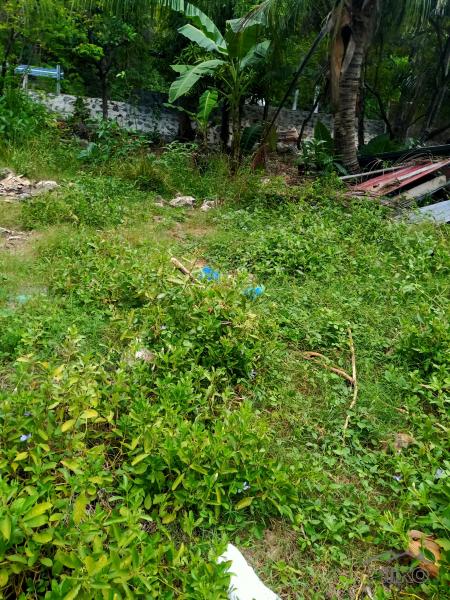 Lot for sale in Catmon - image 6