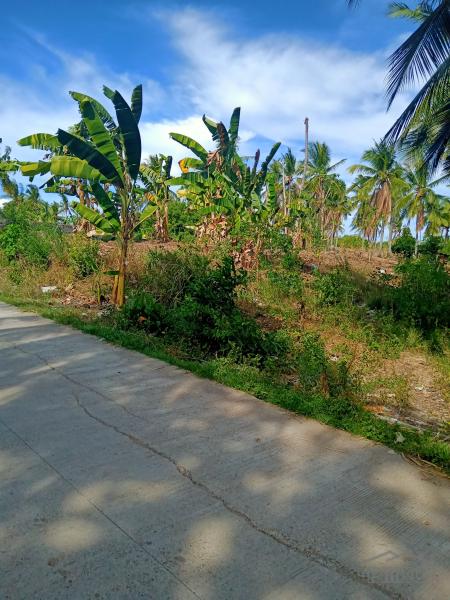Picture of Land and Farm for sale in Sogod