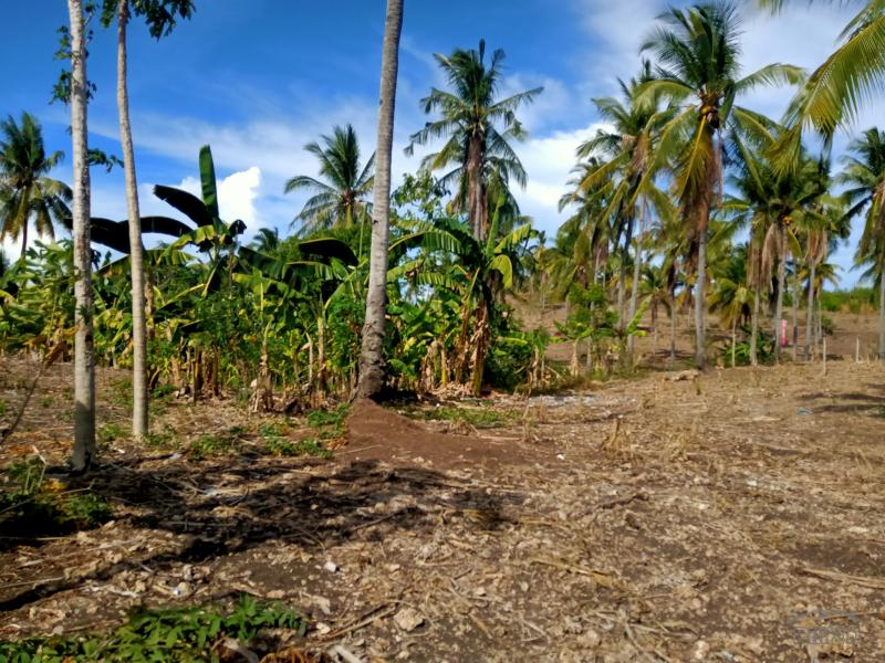 Land and Farm for sale in Sogod