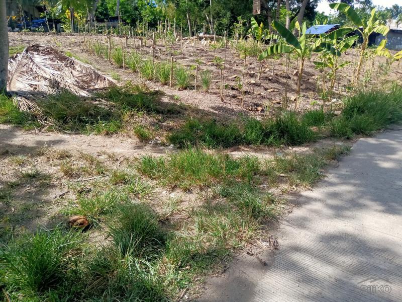 Land and Farm for sale in Sogod in Cebu