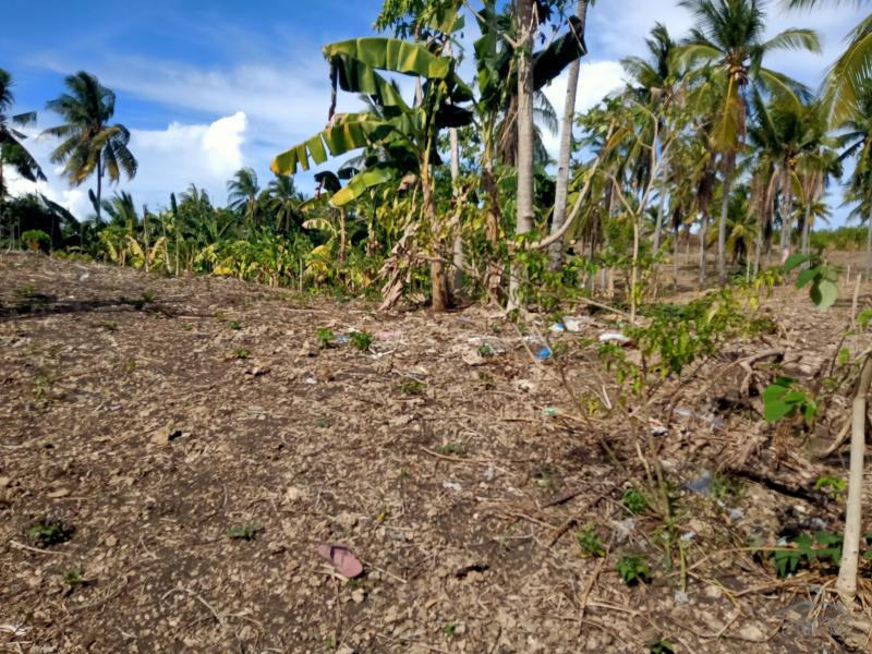 Land and Farm for sale in Sogod in Philippines
