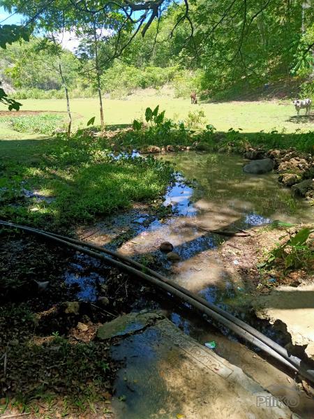 Land and Farm for sale in Borbon - image 10