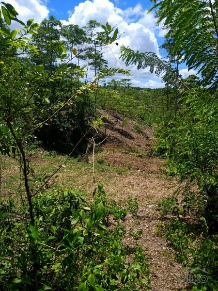 Land and Farm for sale in Borbon - image 11