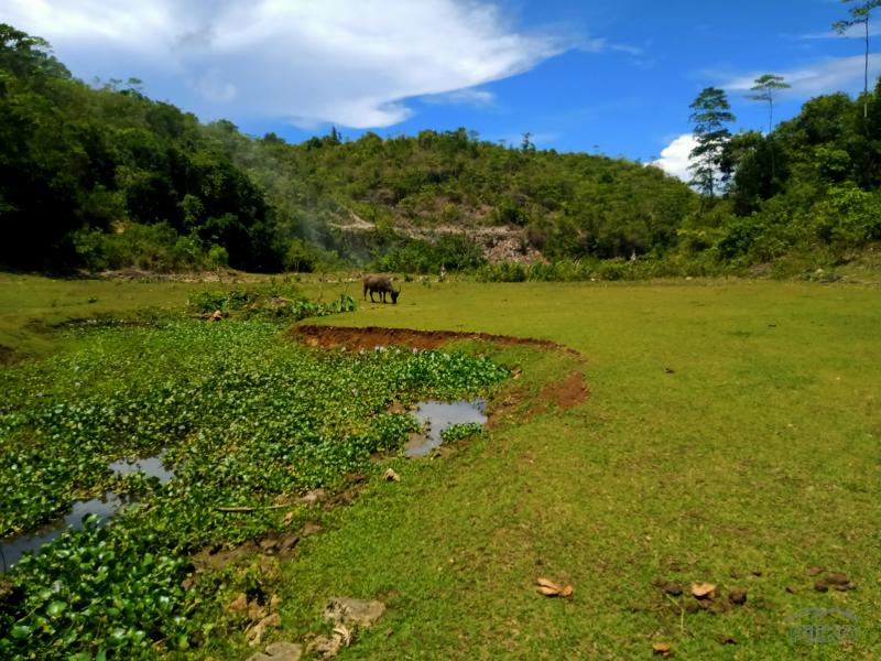 Picture of Land and Farm for sale in Borbon