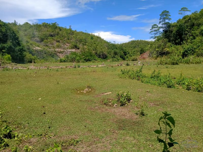 Land and Farm for sale in Borbon - image 2