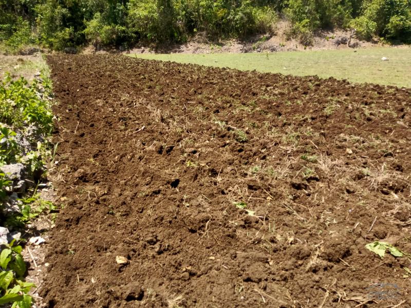 Land and Farm for sale in Borbon - image 3