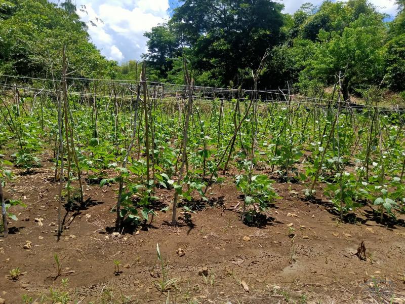 Land and Farm for sale in Borbon in Philippines