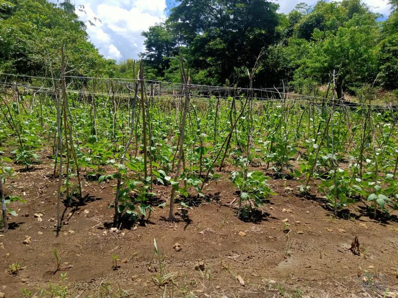 Land and Farm for sale in Borbon - image 4