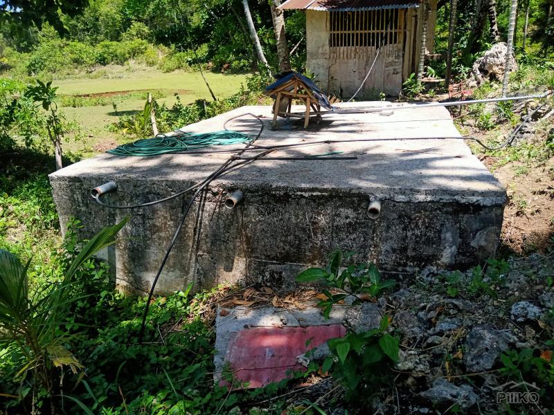 Land and Farm for sale in Borbon - image 7