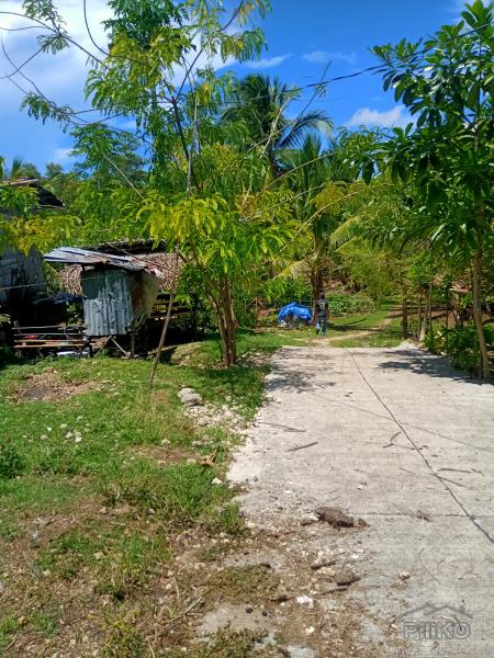 Land and Farm for sale in Borbon in Philippines - image