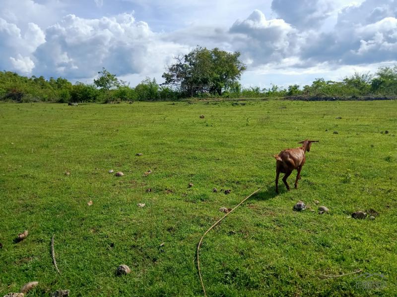Picture of Land and Farm for sale in Sogod