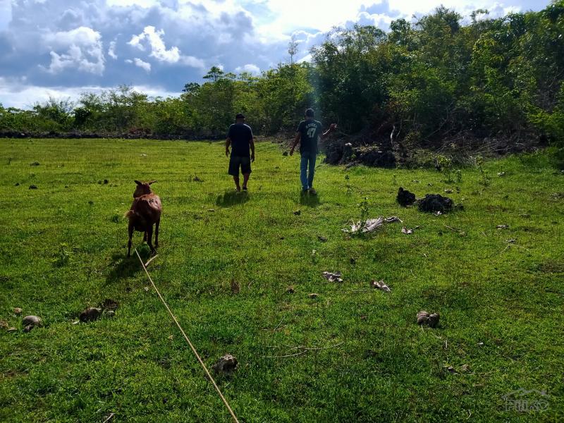 Land and Farm for sale in Sogod