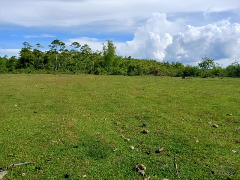 Land and Farm for sale in Sogod in Cebu