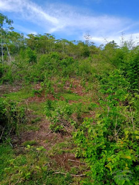 Land and Farm for sale in Sogod in Philippines
