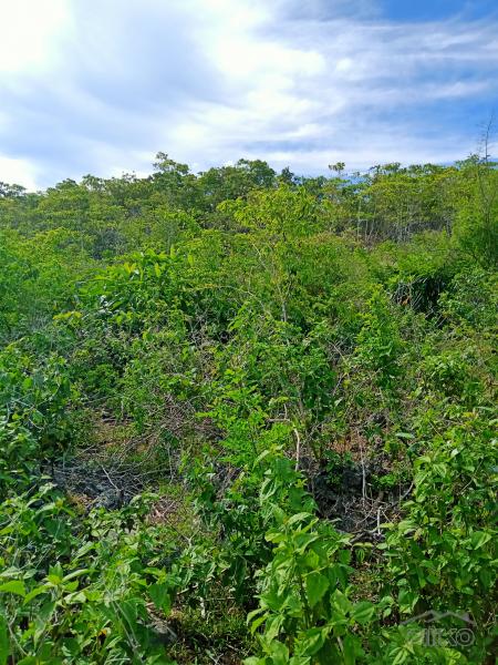 Picture of Land and Farm for sale in Sogod in Cebu