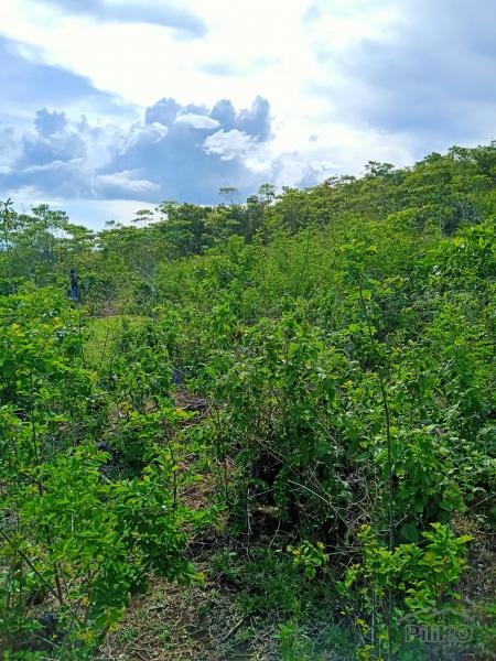 Picture of Land and Farm for sale in Sogod in Philippines
