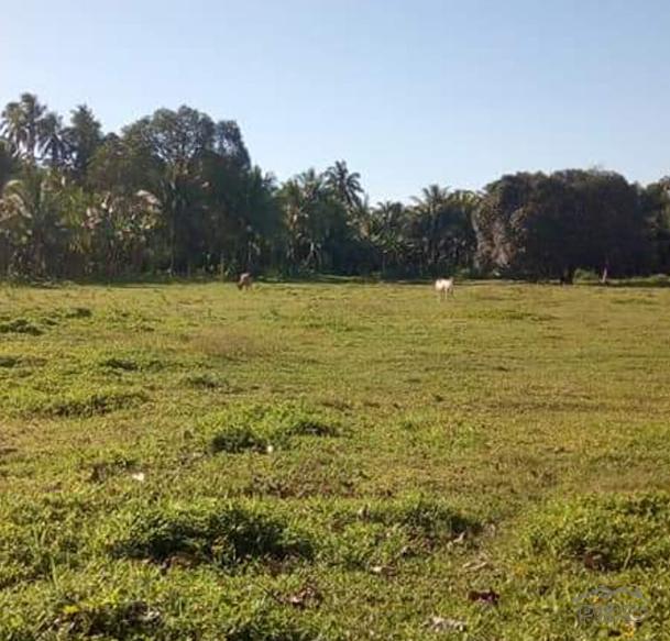 Land and Farm for sale in Balamban - image 2