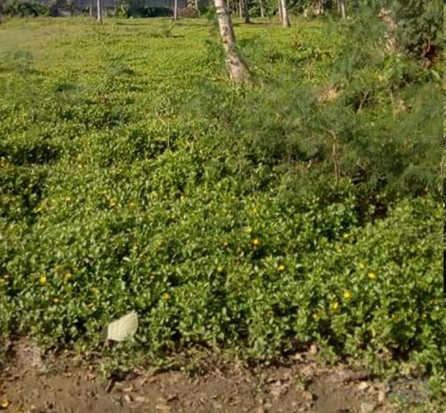 Land and Farm for sale in Balamban in Cebu