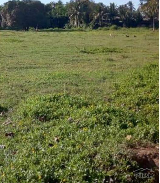 Land and Farm for sale in Balamban - image 4