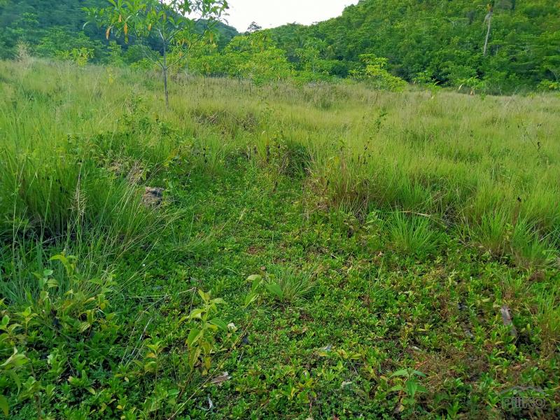 Land and Farm for sale in Carmen in Cebu