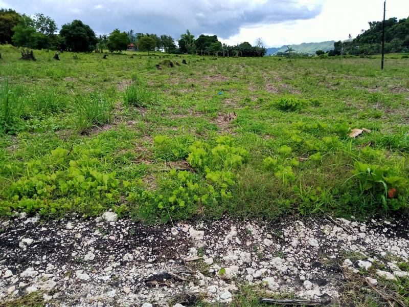 Land and Farm for sale in Tabogon - image 2
