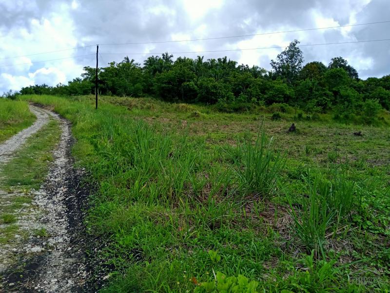 Land and Farm for sale in Tabogon in Philippines