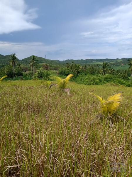 Picture of Land and Farm for sale in Tabogon