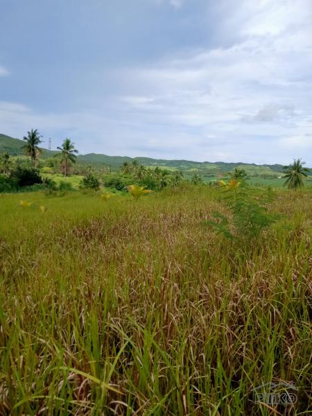 Land and Farm for sale in Tabogon