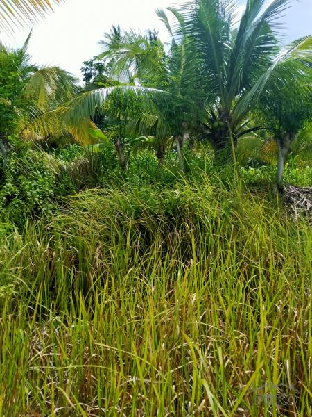Land and Farm for sale in Tabogon - image 3