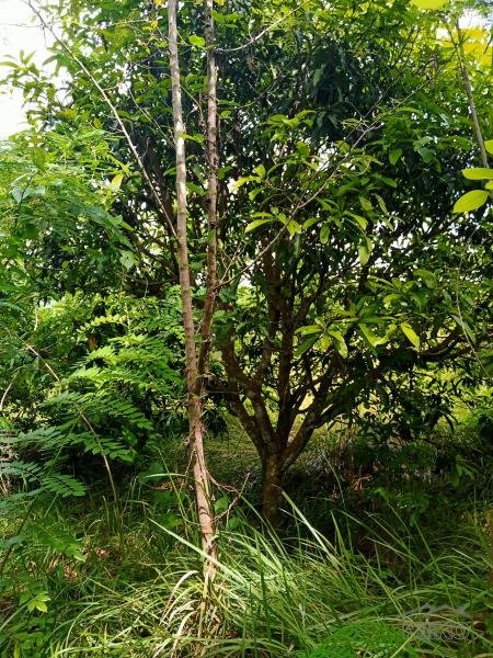Land and Farm for sale in Tabogon - image 4
