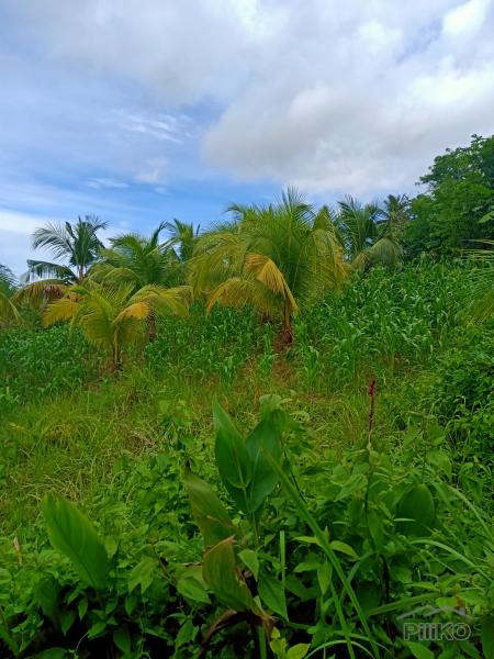 Land and Farm for sale in Tabogon - image 5