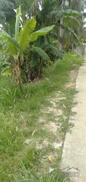 Land and Farm for sale in Tabogon - image 2