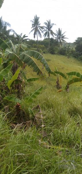 Land and Farm for sale in Tabogon - image 3