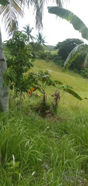 Land and Farm for sale in Tabogon in Philippines