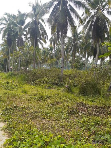 Residential Lot for sale in Trinidad in Bohol