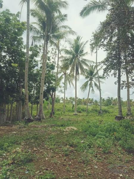 Picture of Agricultural Lot for sale in Anda