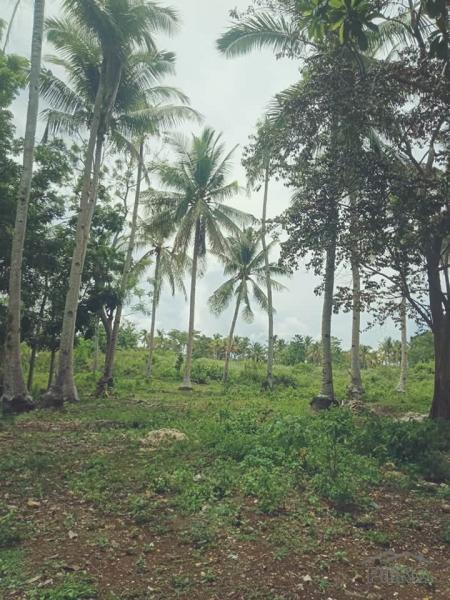 Agricultural Lot for sale in Anda - image 3