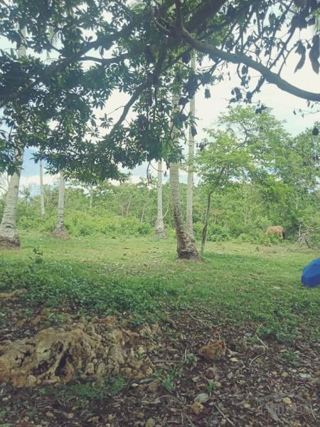 Agricultural Lot for sale in Anda in Philippines