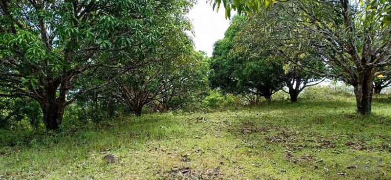 Agricultural Lot for sale in Guindulman in Bohol