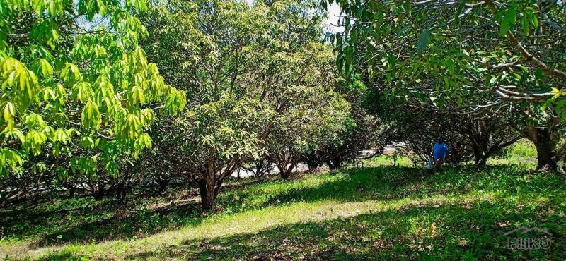 Agricultural Lot for sale in Guindulman in Philippines