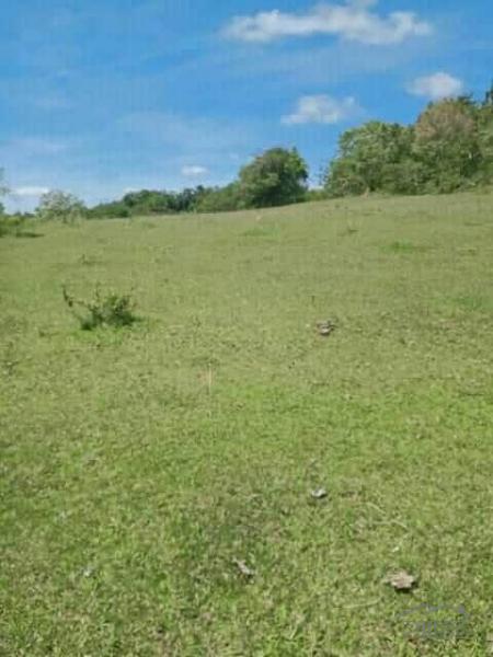 Land and Farm for sale in Tubigon - image 2