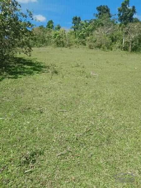 Land and Farm for sale in Tubigon - image 3