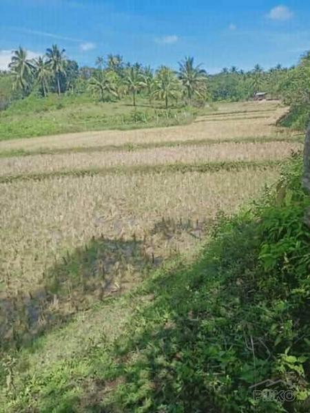 Land and Farm for sale in Tubigon in Philippines