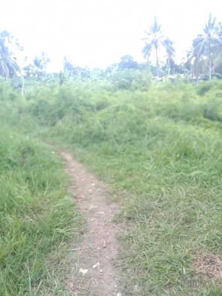 Picture of Land and Farm for sale in Liloan