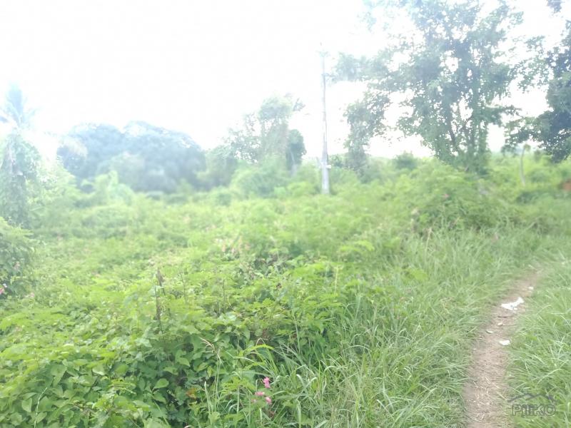 Land and Farm for sale in Liloan