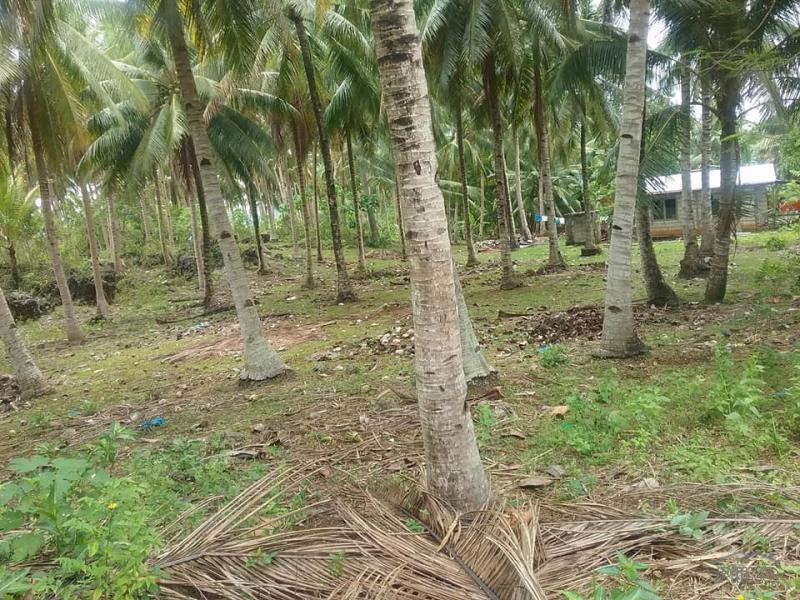 Pictures of Agricultural Lot for sale in Guindulman